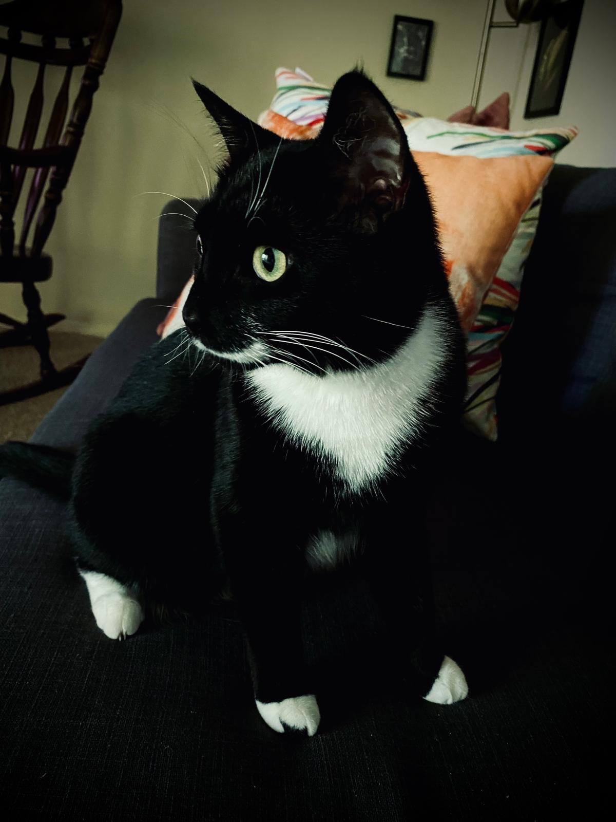 Shadow, the C&C Translation office cat