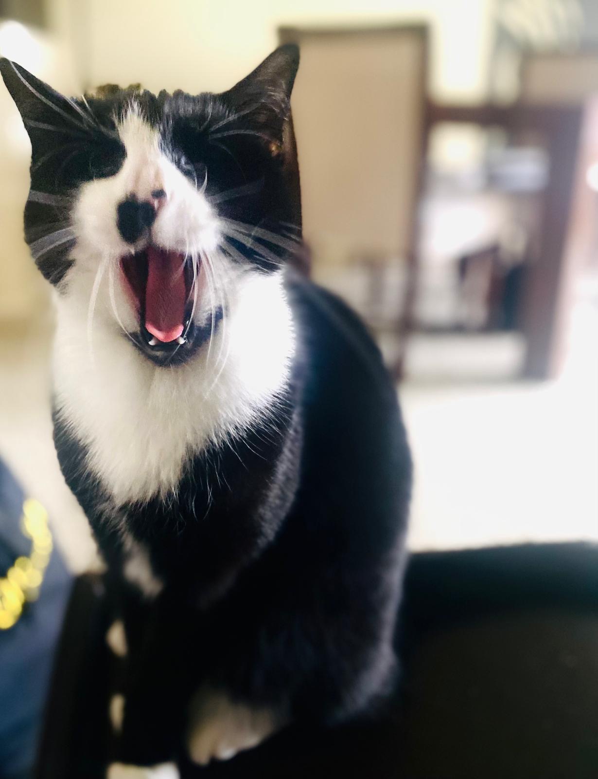 Zoe, the C&C Translation office cat